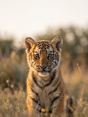 Custom Fridge Magnet Portrait Tiger Cub Home Kitchen Decor